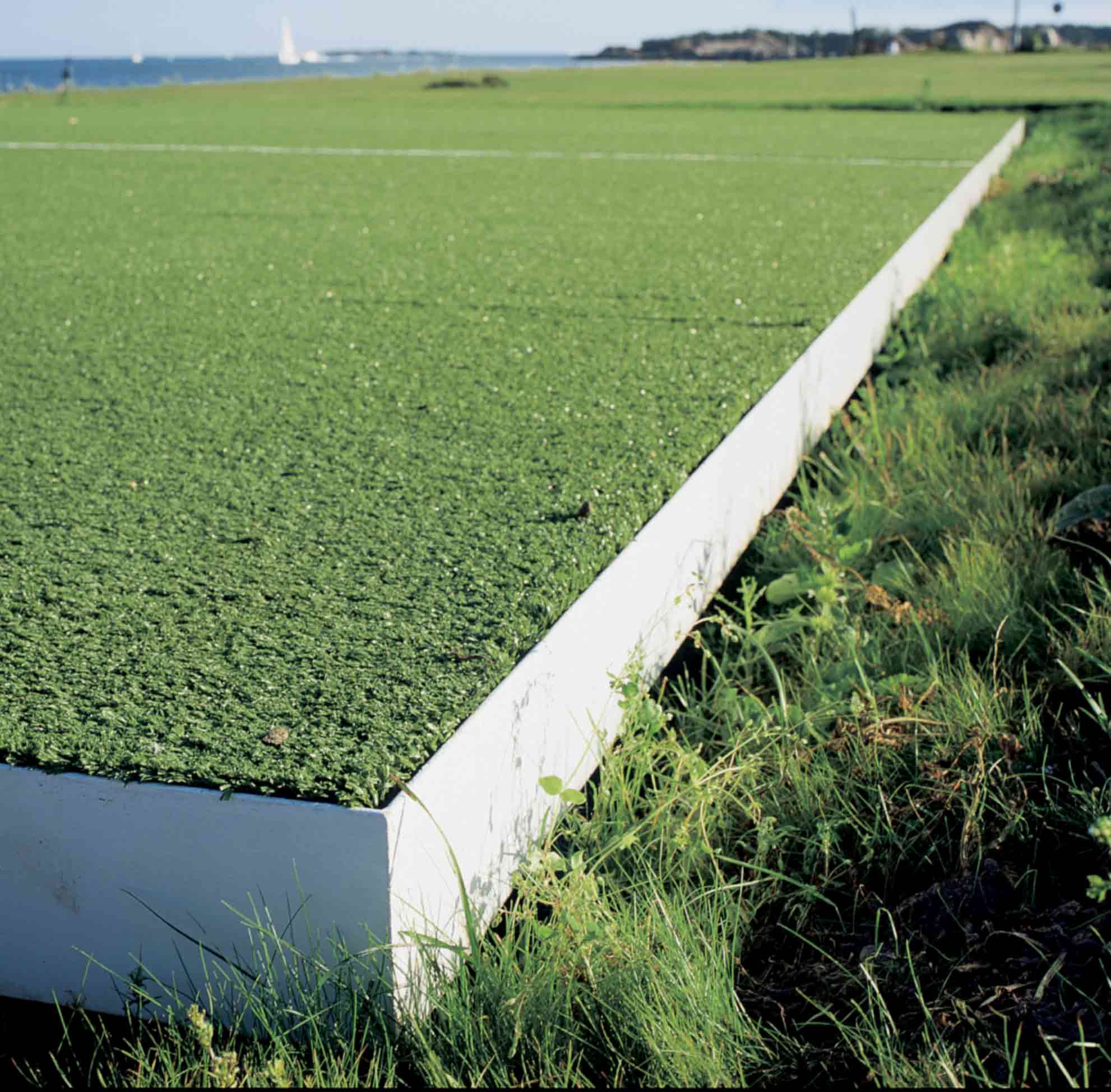 Jumping Field: close-up